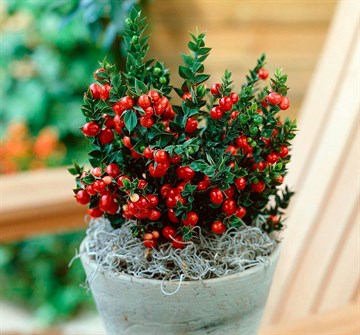 Иглица колючая или понтийская (мышиный терн), декоративный кустарник, вечнозеленая, живая изгородь, лекарственная 2000