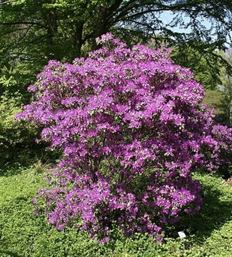 Рододендрон Прекрасный Concinnum, декоративный кустарник, вечнозеленый