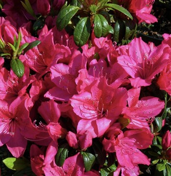 Рододендрон японский «Джордж Арендс», декоративный кустарник, обильно цветущий