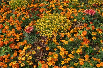 Полевые цветы серии «Городской колорит» (10 видов), декоративные, различные оттенки, продолжительное цветение