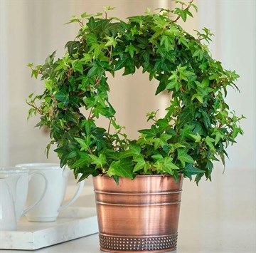 Плющ обыкновенный (вьющийся), морозостойкий, вечнозеленый, лекарственный, декоративная лиана, комнатный, медонос 3800