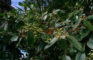Эвкалипт Robusta Smith (красная кора, крупные листья), вечнозеленый,  лекарственный, эфиромасличный, декоративный, ценная древесина, долгожитель