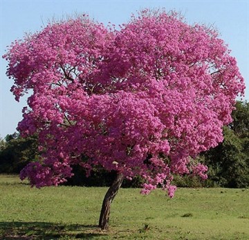 Табебуйя розовая, декоративная, ценная древесина, медонос