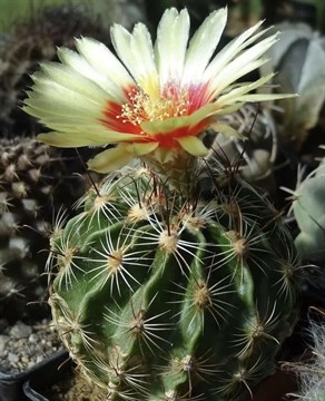 Кактус Thelocactus setispinus, декоративный, комнатный, цветущий, карликовый, съедобные плоды 3866