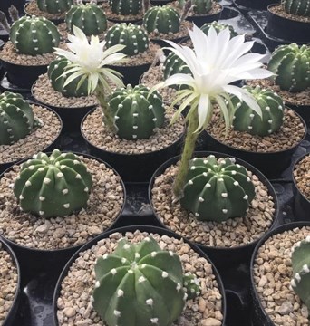 Кактус Echinopsis subdenudata без иголок, миниатюрный, цветущий, комнатный 3868