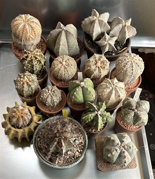 Кактус Астрофитум микс, комнатный, карликовый, декоративный, раннее цветение 3864