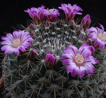 Кактус Mammillaria меланоцентра, комнатный, непрерывное плодоношение, карликовый 3870