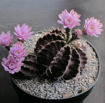 Кактус Gymnocalycium mihalovichii var. Friendrichii, цветущий, комнатный, карликовый, неприхотливый, декоративный 3872