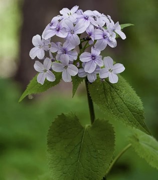 Лунник оживающий, многолетник, декоративный, редкий вид 3874