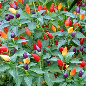 Перец Алладин, острый, карликовый, разноцветный, раннеспелый, обильноцветущий, высокоурожайный, комнатный 2196