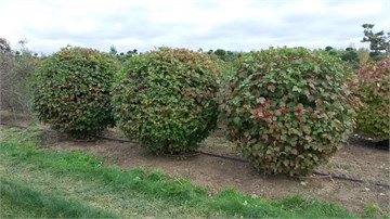 Калина Гордовина, морозостойкая, съедобная, лекарственная, декоративный кустарник, медонос 1689