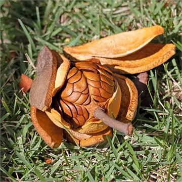 Американский Махагон (Свитения Махагони), декоративное дерево, ценная древесина, лекарственный, медонос 3918