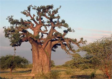 Баобаб африканский, декоративный, съедобный, лекарственный, ценная древесина, долгожитель 2310
