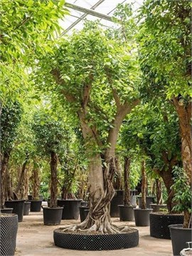 Фикус священный (Дерево Бодхи), декоративный баньян, лекарственный, кормовой, долгожитель, бонсай 3925