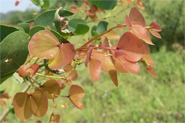 Хардвикия бината 3940