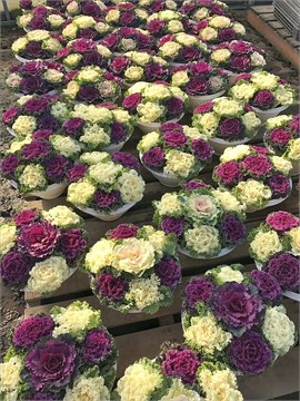 Кале микс, декоративная капуста, морозостойкая, съедобная 3679