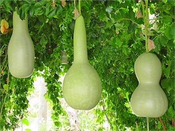 Лагенария Джанкар (индийская тыква), декоративная лиана, съедобная 3981