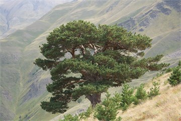 Сосна обыкновенная, морозостойкая, вечнозеленая, декоративная, эфиромасличная 2035