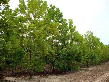 Акация Мангиум, декоративное дерево, неприхотливое, кормовое, медонос 3991