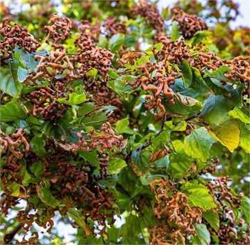Конфетное дерево (говения сладкая), съедобная, декоративная, комнатная, бонсай, медонос 1799