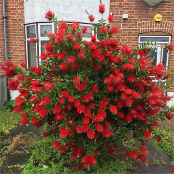 Каллистемон лимонный, морозостойкий, декоративный кустарник, вечнозеленый, кадочное 1844