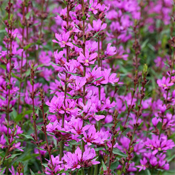 Дербенник прутьевидный, декоративный, травянистый, многолетний цветок, медонос 4015