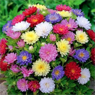 Астра низкорослая микс, однолетний цветок, крупные махровые соцветия, для ковровых посадок, медонос 4026