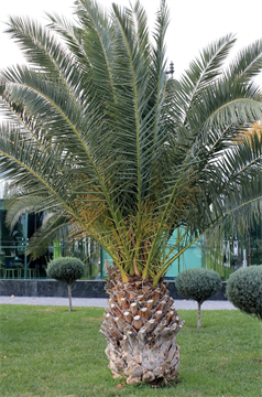 Финик пальчатый, вечнозеленый, декоративный, съедобный, лекарственный, комнатный 4029