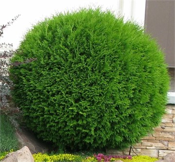 Туя западная Глобоза (шаровидная), морозостойкая, декоративная, живая изгородь, топиар 3145