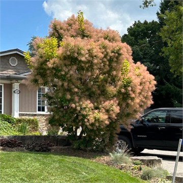 Скумпия кожевенная, морозостойкая, лекарственная, декоративный кустарник, ценная древесина 3106