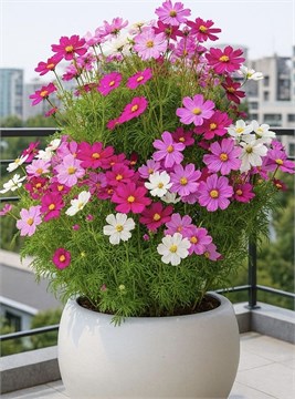 Космея микс, морозостойкая, декоративные цветы, неприхотливая, медонос, засухоустойчивая, быстрорастущая, комнатная 4020