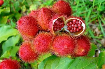 Аннато (бикса орельяна, помадное дерево), декоративный, лекарственный, экзотический кустарник, естественный краситель, комнатный 4022