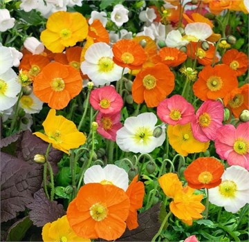 Мак голатебельный (голостебельный) микс, морозостойкий, многолетний, декоративный, неприхотливый, медонос 4023