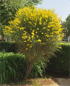 Ракитник венечный, декоративный кустарник, засухоустойчивый, обильное цветение, медонос 4034
