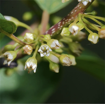 Жостер (крушина слабительная), декоративное, компактное дерево, лекарственный, медонос, неприхотливый 4036