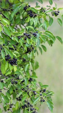 Жостер (крушина слабительная), декоративное, компактное дерево, лекарственный, медонос, неприхотливый 4036