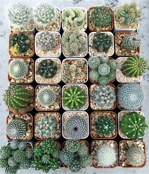 Кактусы микс, комнатные, миниатюрные, декоративные, редкие виды 4037