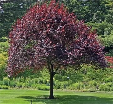 Черемуха виргинская Шуберт (краснолистная), морозостойкая, съедобная, лекарственная, декоративная, медонос 3478