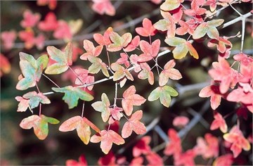 Клён трехраздельный Монпелийский, морозостойкий, декоративный, компактный, шарообразная крона, медонос 1752