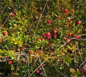 Клюква болотная, вечнозеленая, морозостойкая, многолетняя, декоративный стелющийся кустарник, съедобная, кормовая, лекарственная 1679