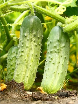 Огурец солнечный, среднеспелый, высокоурожайный, длительное плодоношение, для свежего потребления и консервирования, устойчивый к перепадам температур, медонос 4044