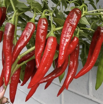 Перец острый Астраханский, высокоурожайный 4046