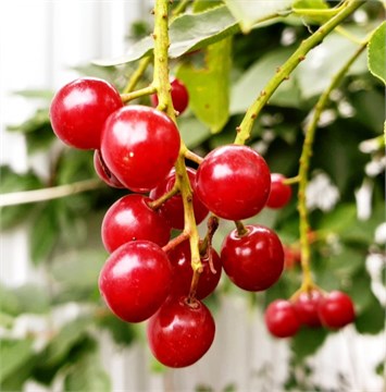 Черёмуха Виргинская красная, зимостойкая, плодовая, медоносная, неприхотливая, быстрорастущая, декоративная, подходящая для живых изгородей 4053