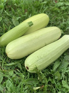 Кабачок белоплодный, раннеспелый сорт, диетический овощ, крупные плоды, высокая урожайность 4042