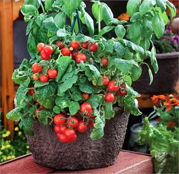 Томаты черри красные, высокоурожайные, комнатные, сладкие 4048