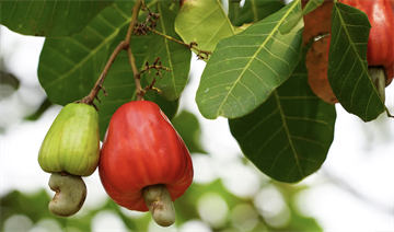 Anacardium occidentale, кешью, орехоплодное, плодовое дерево, декоративное, быстрорастущее, для комнатного и кадочного выращивания, урожайное, экзотическое 4054