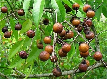 Сапиндус (мыльное дерево), декоративное, лекарственное, комнатное 4058