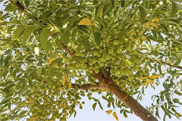 Sapindus laurifolius, мыльное дерево, декоративное, лекарственное, экзотическое, сырьё для натуральных моющих средств, для комнатного и оранжерейного выращивания 4058