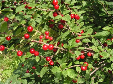 Вишня войлочная, морозостойкая, декоративная, съедобная, медонос 1676