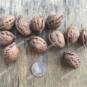 Орех Зибольда, морозостойкий, съедобный, декоративный, ценная древесина, долгожитель 1749